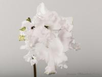 DS-1283 (дет) - код С096