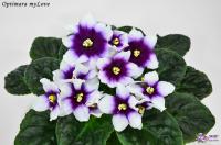 Optimara myLove (стандарт) (л/ук) - код  Ф038 **