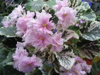 Cherokee Trail (трейлер) (дет) - код   Ф010 Cherokee Trail (трейлер) (дет) - код   Ф010