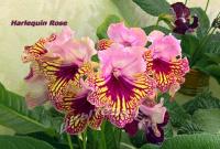 Harlequin Rose (Dibley) (дет) - код С041