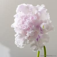 DS-Ruffled Delight (дет) - код С174