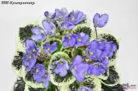 ПТ-Колокольчики (стандарт) (л/ук) - код Ф701 **