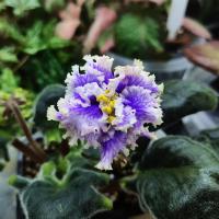 БР-Зимняя Метель (стандарт) (л/ук) - код Ф381