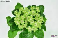 Н-Лягушонок (миниатюра) (л/ук) - код Ф713