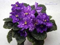 БР-Новая Звезда (стандарт) (л/ук) - код Ф1045