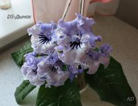 DS-Дымок (дет) - код С095