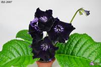 DS-2087 (дет) - код С081