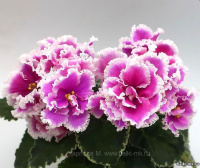 МТ-Озеро Надежд (стандарт) (л/ук) - код Ф209