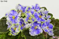 Kei-Yoki (стандарт) (л/ук) - код Ф805 **