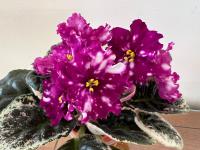 КТ-Мастер и Маргарита (стандарт) (л/ук) - код Ф1048