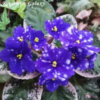 Rivermist Galaxy (стандарт) (л/ук) - код Ф178