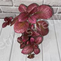 Raspberry Frost (сталон срез) - код Э007