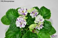 Nik-Императрица (стандарт-химера) (п/ук) - код Ф028