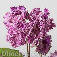 DS-2034 (дет) - С101