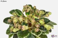 Н-Фавн (миниатюра) (л/ср) - код Ф936