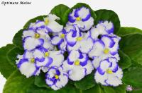 Optimara Maine (стандарт) (л/ук) - код Ф808 **