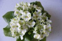 Крокодил Гена (стандарт-химера) (п/ук) - код Ф074