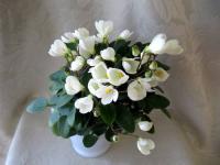 Chantaspring (трейлер) (дет) - код  Ф433 Chantaspring (трейлер) (дет) - код  Ф433