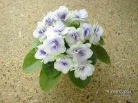 Thunder Surprise (миниатюра) (л/ук) - код Ф892