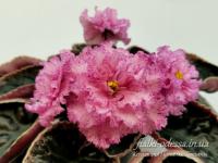 ЛЕ-Конопушка (стандарт) (л/ук) - код Ф148 **