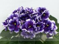 KZ-Цветные Сны (стандарт) (л/ук) - код Ф288