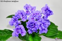 DS-Рождение тайфуна (дет) - код С010