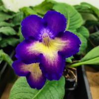 Dem-Токио (дет) - С166