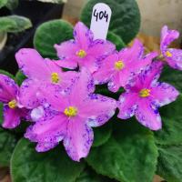 ЕЛ-Семирамида (стандарт) (л/ук) - код Ф404