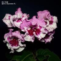 DS-1938 (дет) - код С071