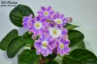 DS-Пинка (стандарт-химера) (п/ук) - код Ф014