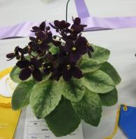 Celina Velvet Ribbons (миниатюра) (л/ук) - код Ф442