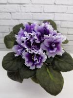 РМ-Прекрасная Виола (стандарт) (л/ук) - код Ф089