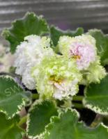 АВ-Нет Слов (стандарт) (л/ук) - код Ф954