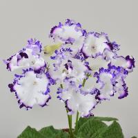 DS-2419 (Новинка) (дет) - код С034