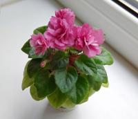 Jolly Victory (миниатюра) (л/ср) - код Ф883