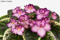 Cajun's Coujon (стандарт) (л/ук) - код Ф314 **