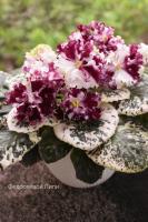 ЛФ-Вкусное Варенье (стандарты) (л/ук) - код Ф198