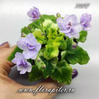 АВ-Хокку (миниатюра) (л/ук) - код Ф889