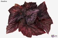 Pandora (дет) - код Б092