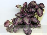 Antique Velvet (сталон срез) - код Э049