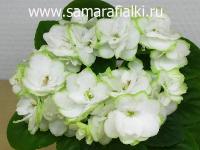 Н-Лайм (миниатюра) (л/ук) - код Ф911