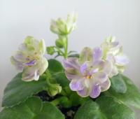 RIV-H2O (стандарт) (л/ук) - код Ф852