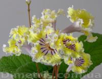 DS-2741 (дет) - код С168