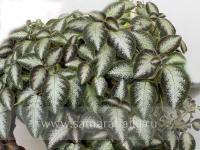 Grey Lady (сталон срез) - код Э021