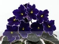 РС-Бархат Ночи (стандарт) (л/ук) - код Ф1015