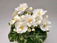 Adirondack Moon (миниатюра) (л/ср) - код Ф533