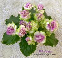 ЛФ-Алиса (стандарт) (дет) - код Ф753