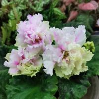 АВ-Свадебное Путешествие SP/л (стандарт) (л/ук) - код Ф501