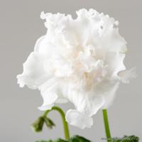 DS-Porcelain Veil (дет) - код С176