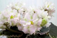 НК-Обыкновенное Чудо (стандарт) (л/ук) - код Ф349